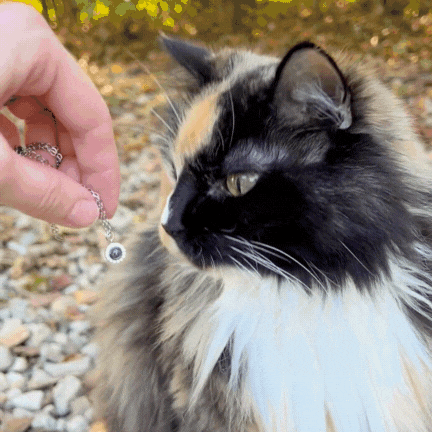 Pulsera Personalizada con Foto de tu Mascota