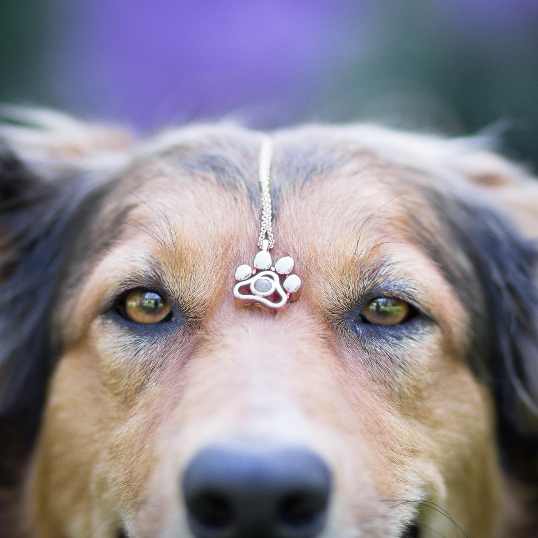 Collar Personalizado con Foto de tu Mascota